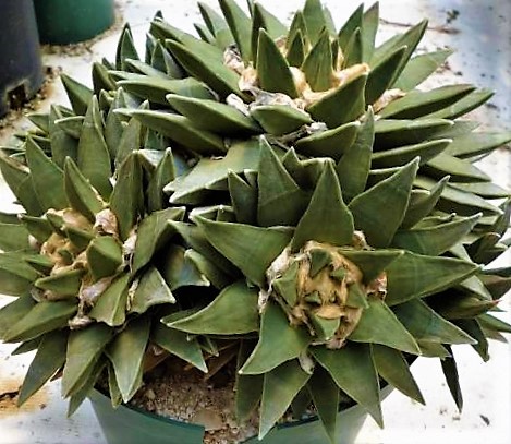 Ariocarpus retusus displaying its unique textured growth pattern under dappled light